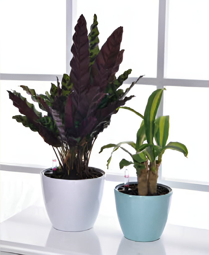 Self Watering Pots Planting