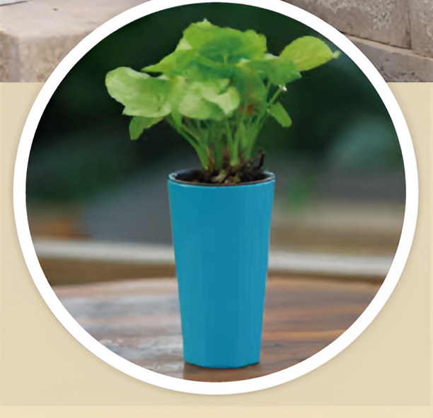 Self Watering Pots Planting