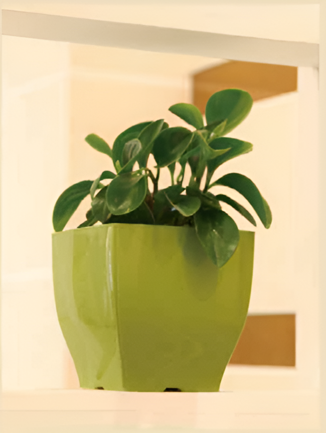 Self Watering Pots Planting