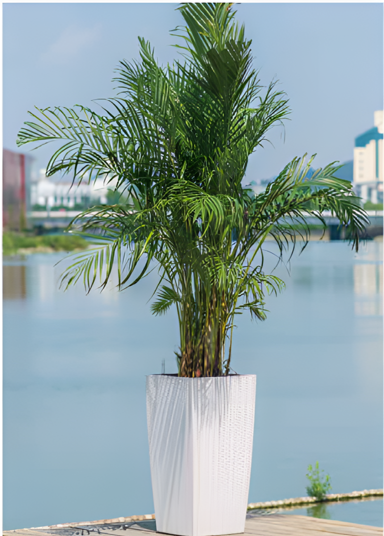 Self Watering Pots Planting