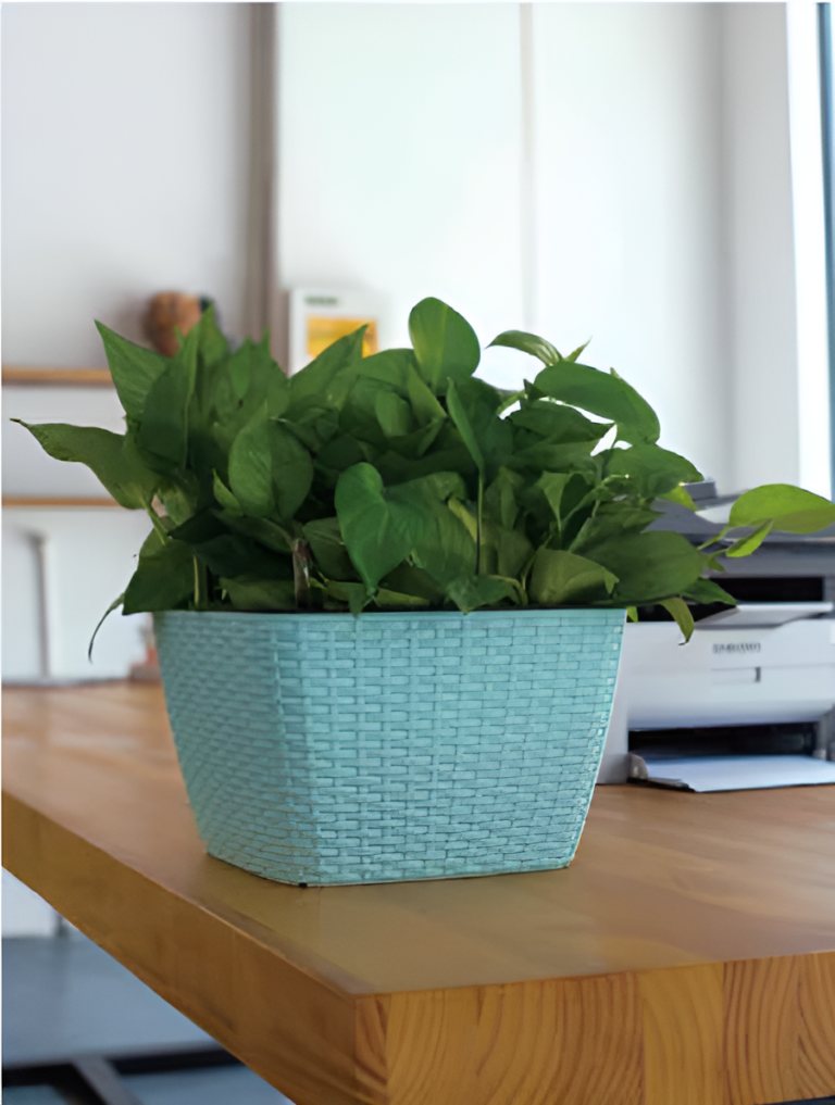 Self Watering Pots Planting