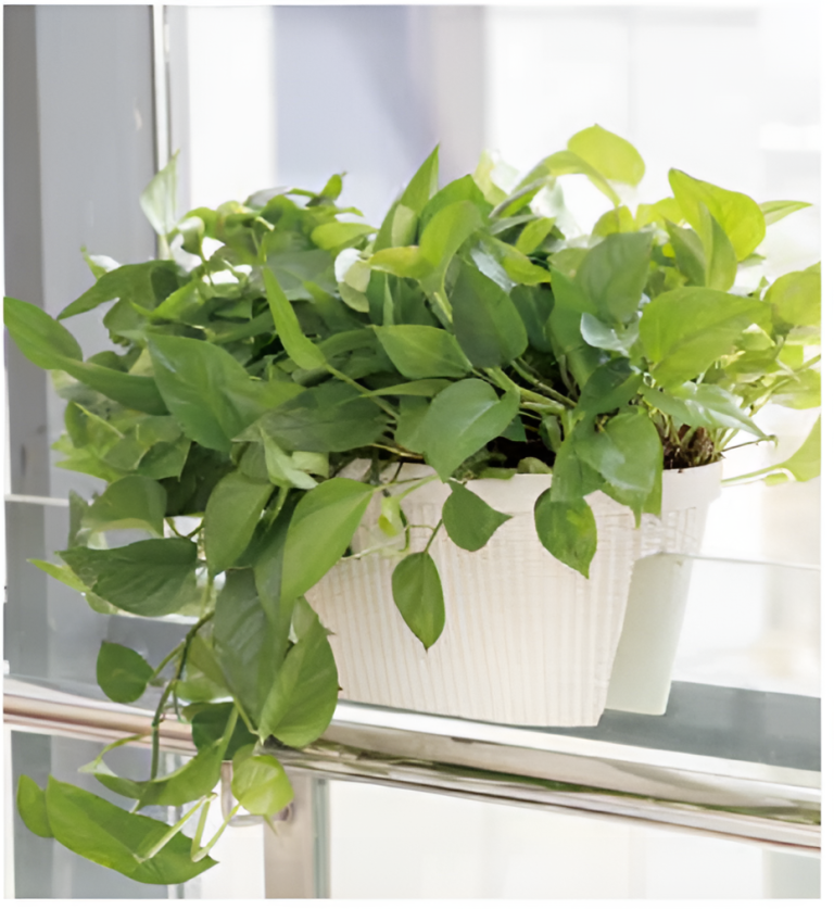 Self Watering Pots Planting