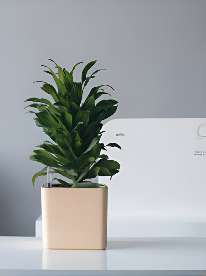 Self Watering Pots Planting