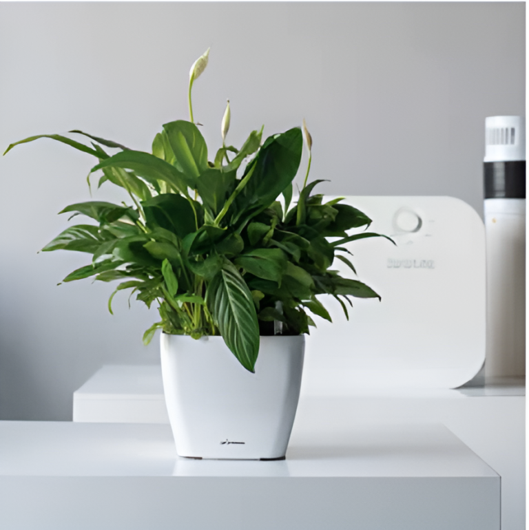 Self Watering Pots Planting